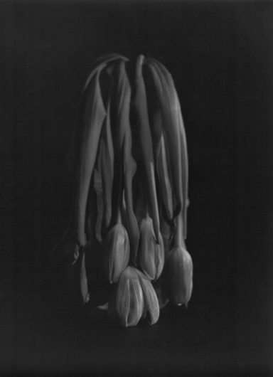 Tulipani Uno