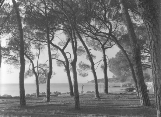 Pineta